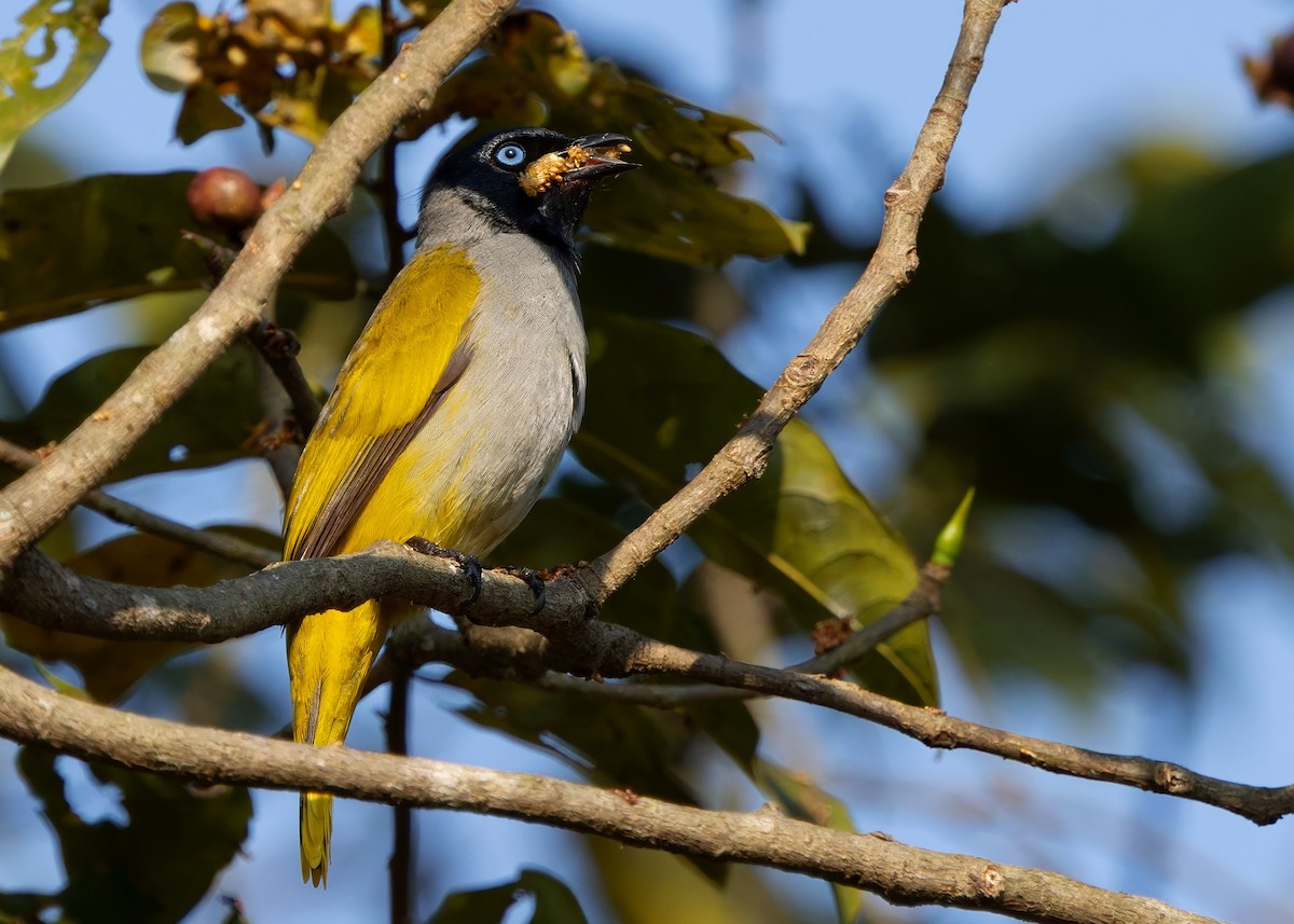 Black-headed Bulbul - ML635506403
