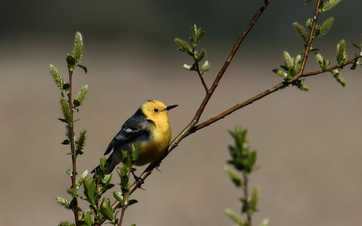 Citrine Wagtail - ML635506569