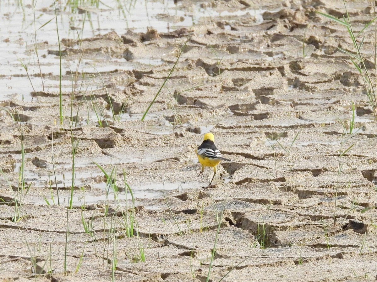 Citrine Wagtail (Black-backed) - ML635506609