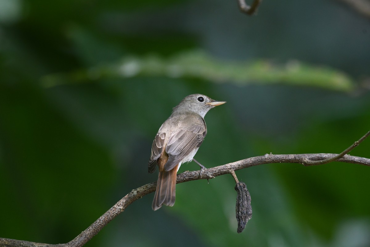 Rusty-tailed Flycatcher - ML635506650
