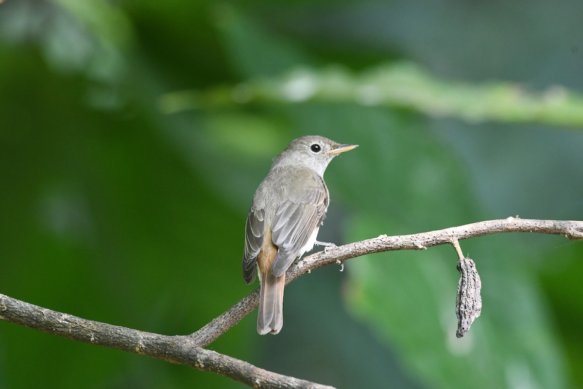 Rusty-tailed Flycatcher - ML635506673