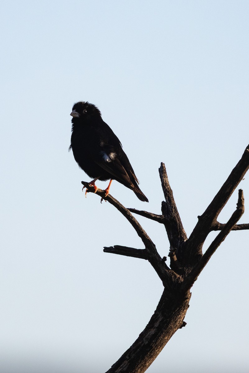 Purple Indigobird - ML635506710