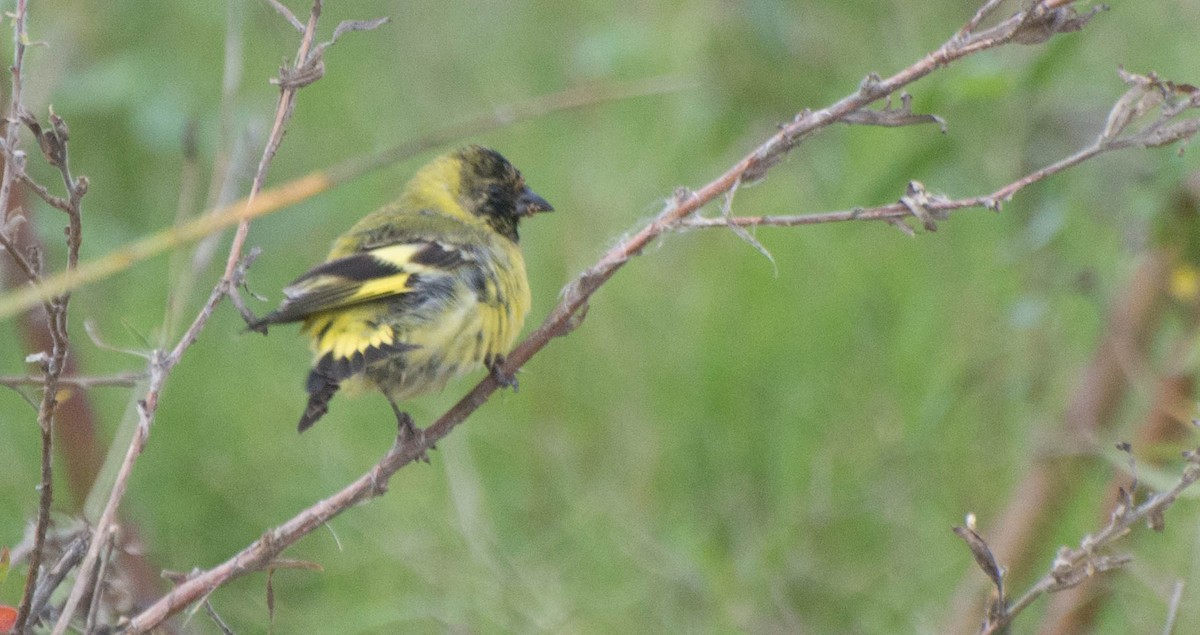 Hooded Siskin - ML635506724