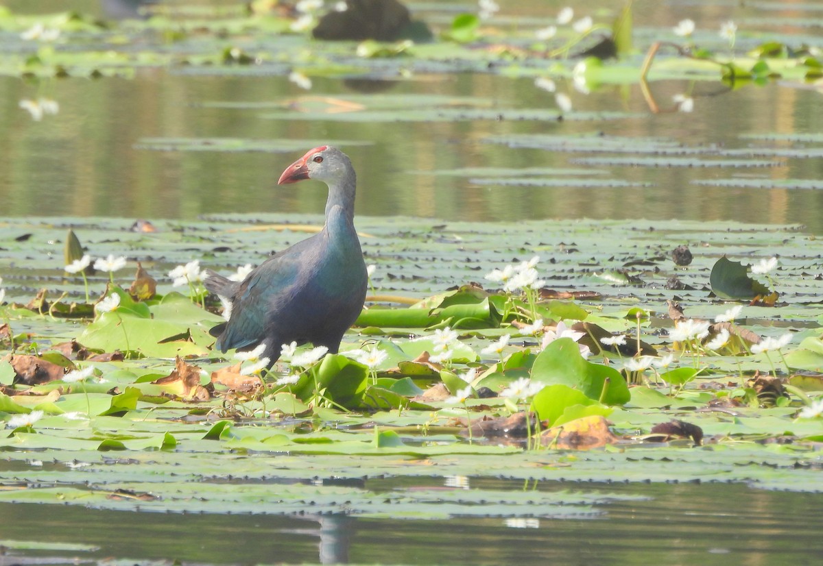 Gray-headed Swamphen - ML635506731