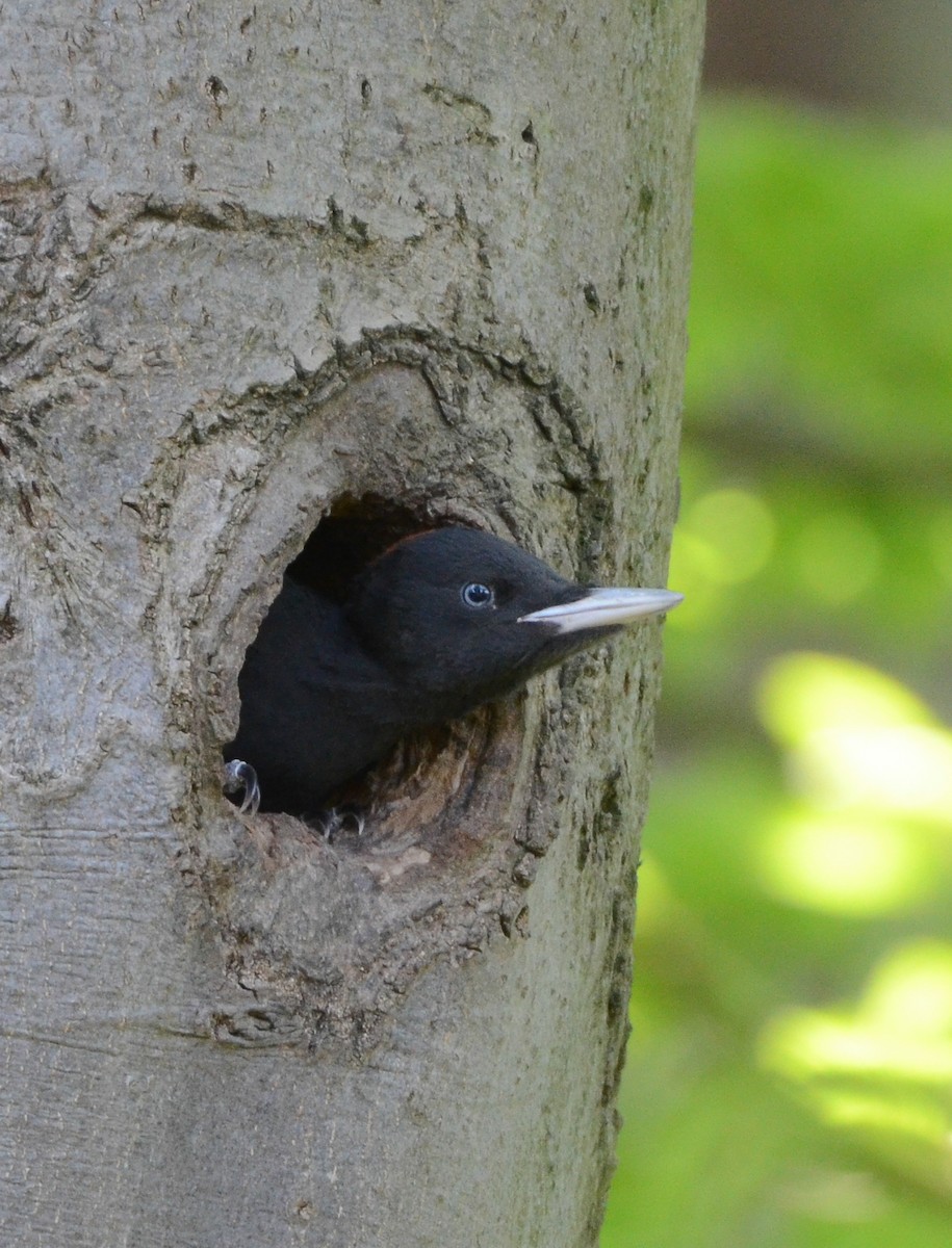 Black Woodpecker - ML635506805