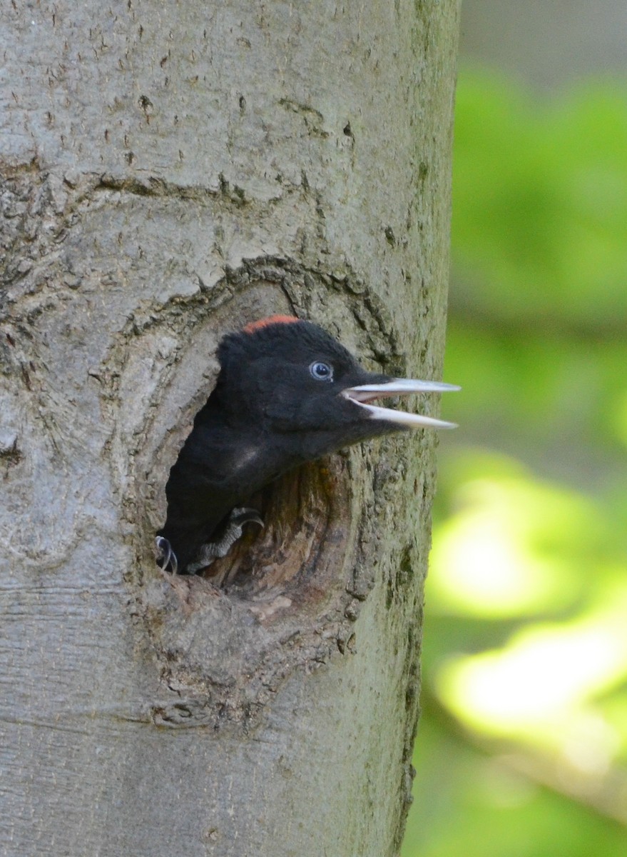 Black Woodpecker - ML635506807