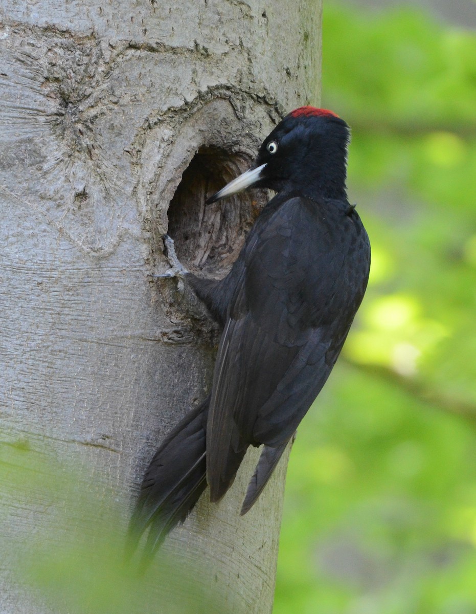 Black Woodpecker - ML635506808