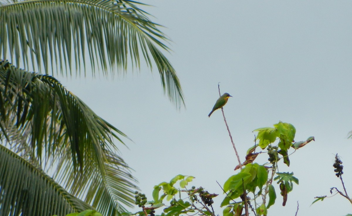 Little Bee-eater - ML635506912