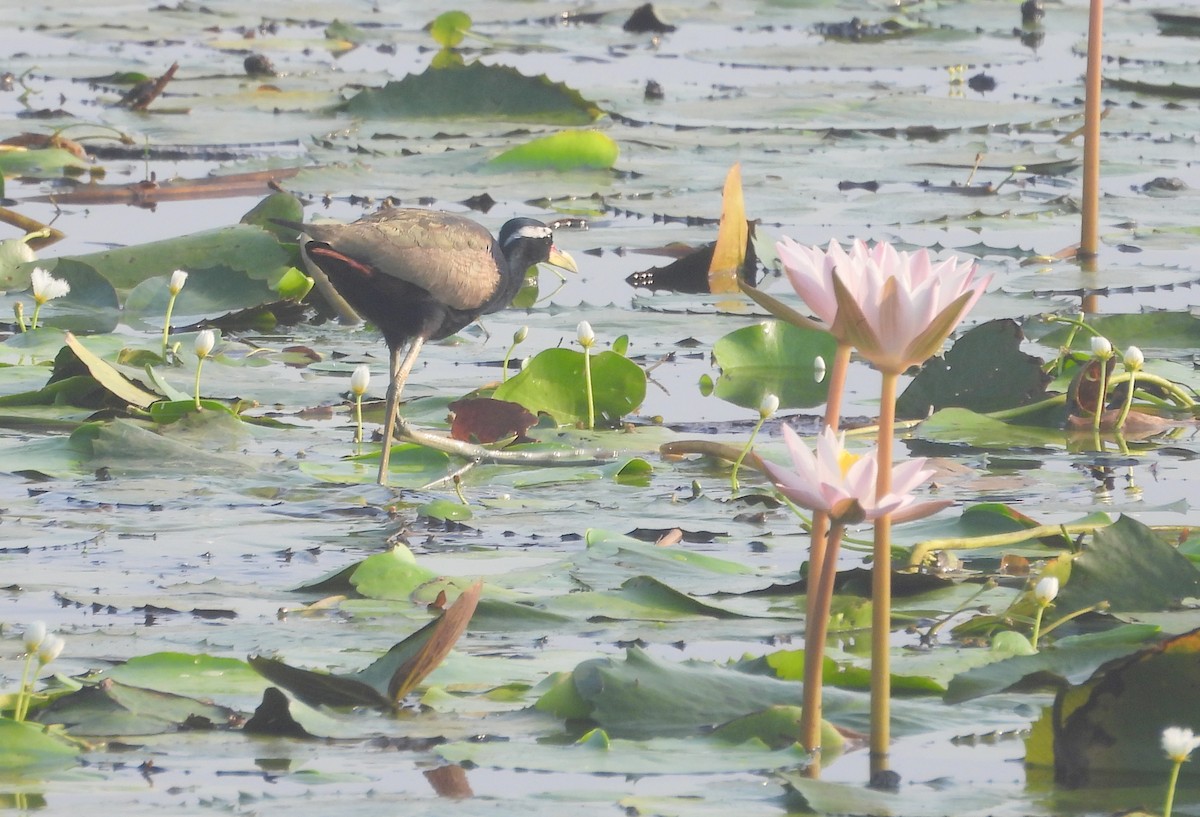 Bronze-winged Jacana - ML635506964