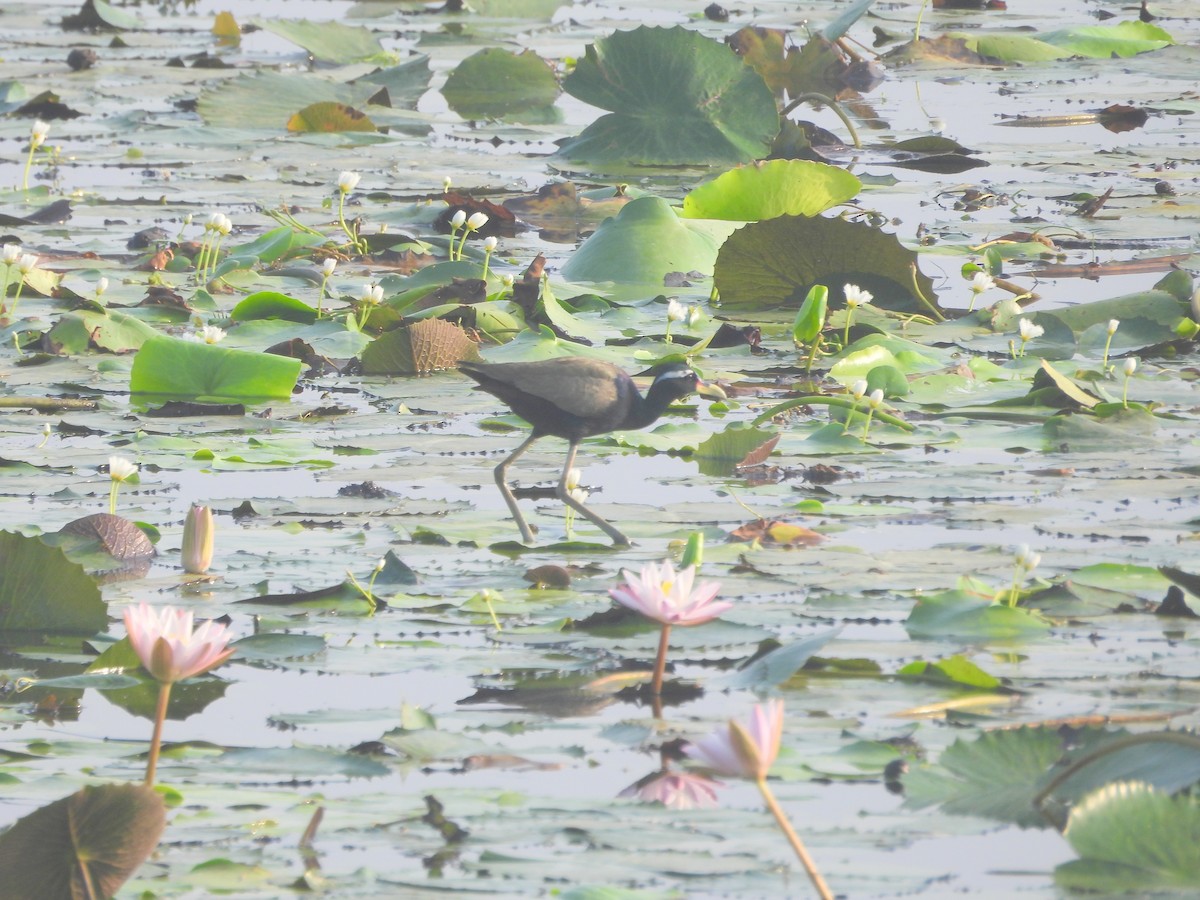 Bronze-winged Jacana - ML635506965