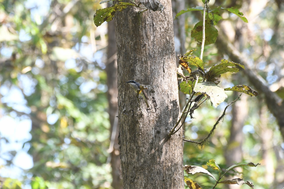 Malabar Woodshrike - ML635506970