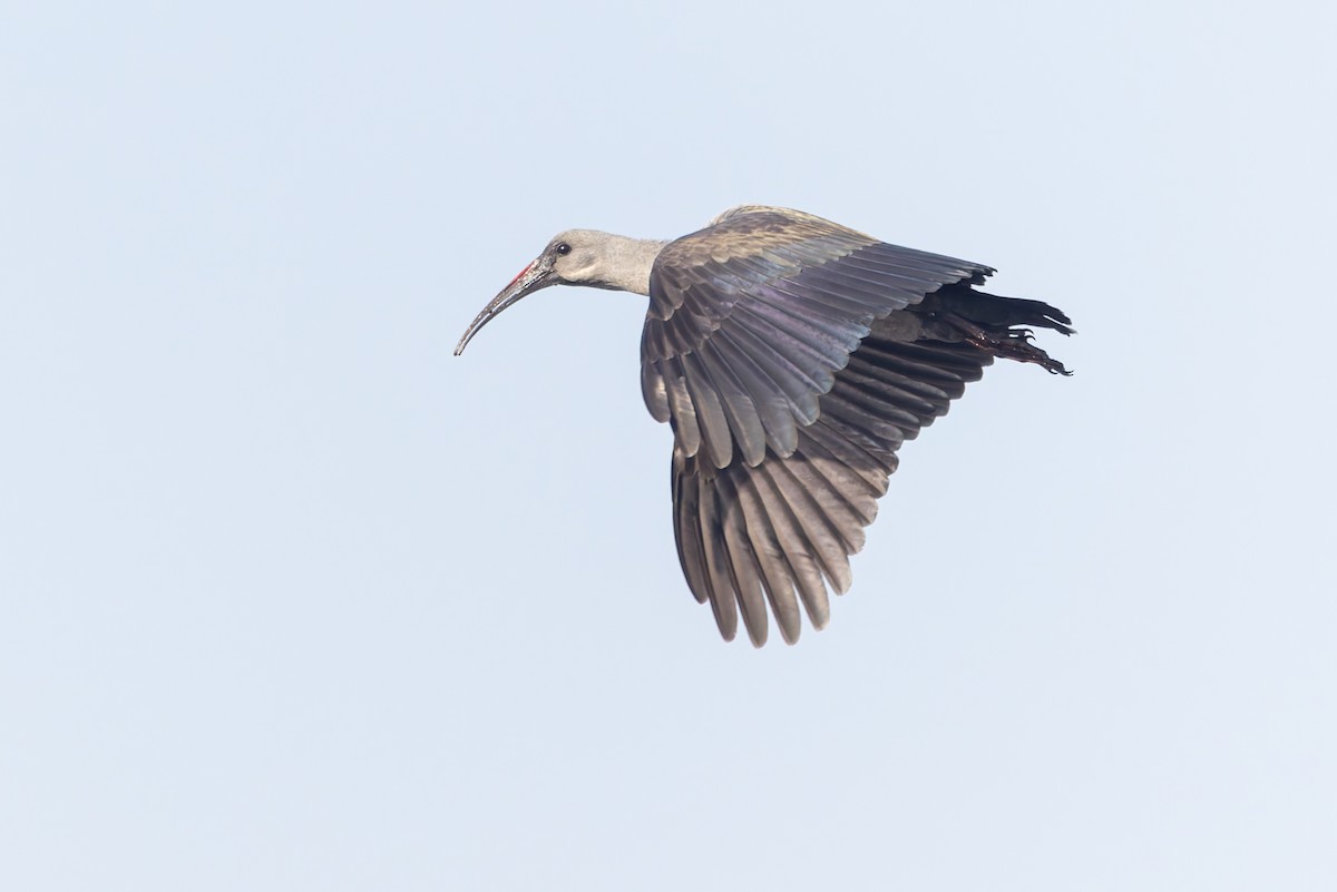 Hadada Ibis - ML635507009