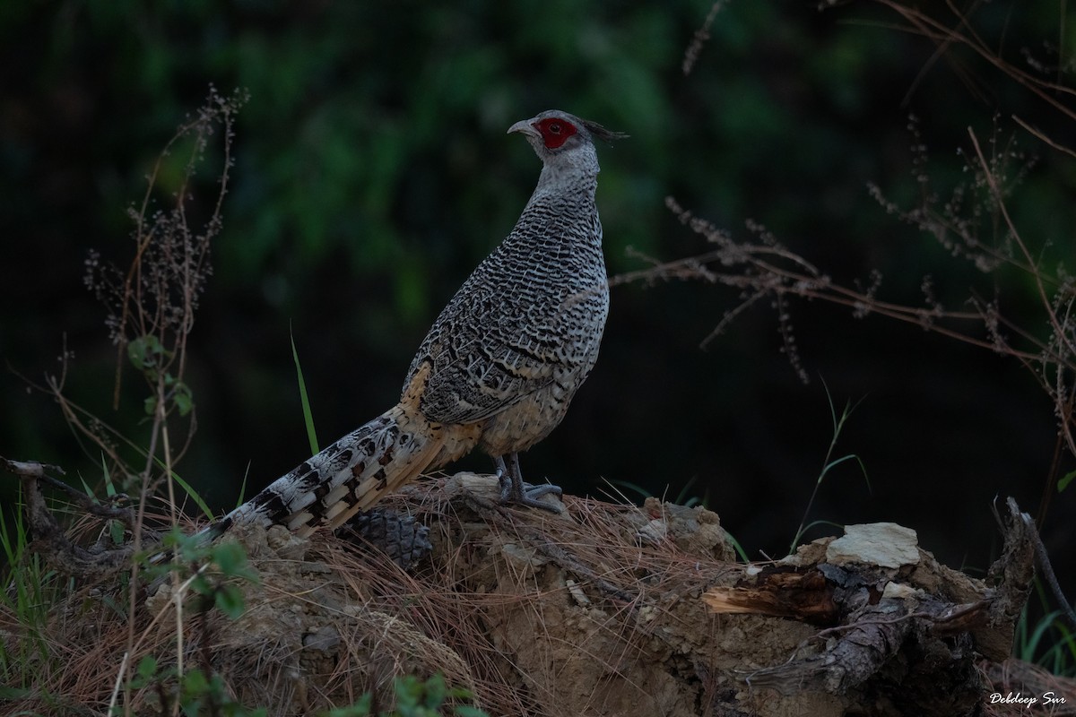 Cheer Pheasant - ML635507075