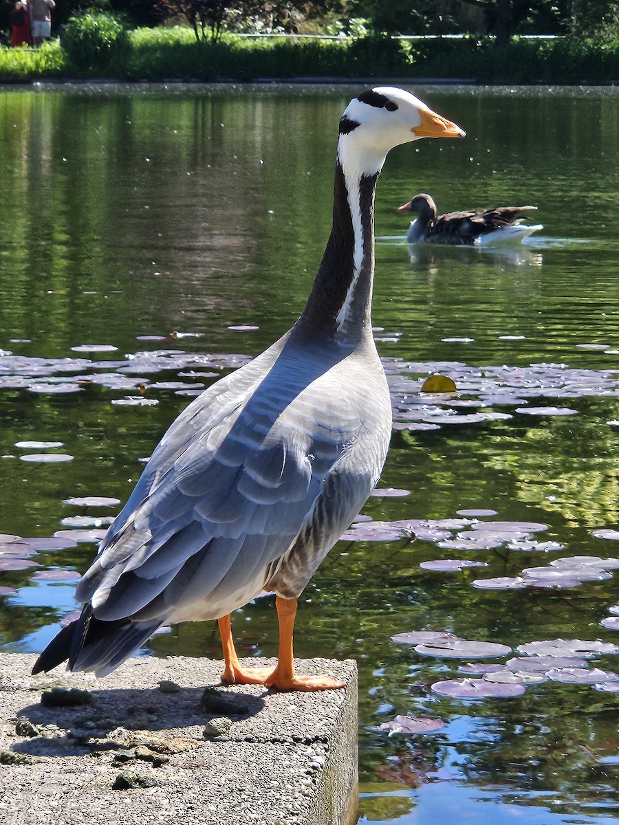 Bar-headed Goose - ML635507090