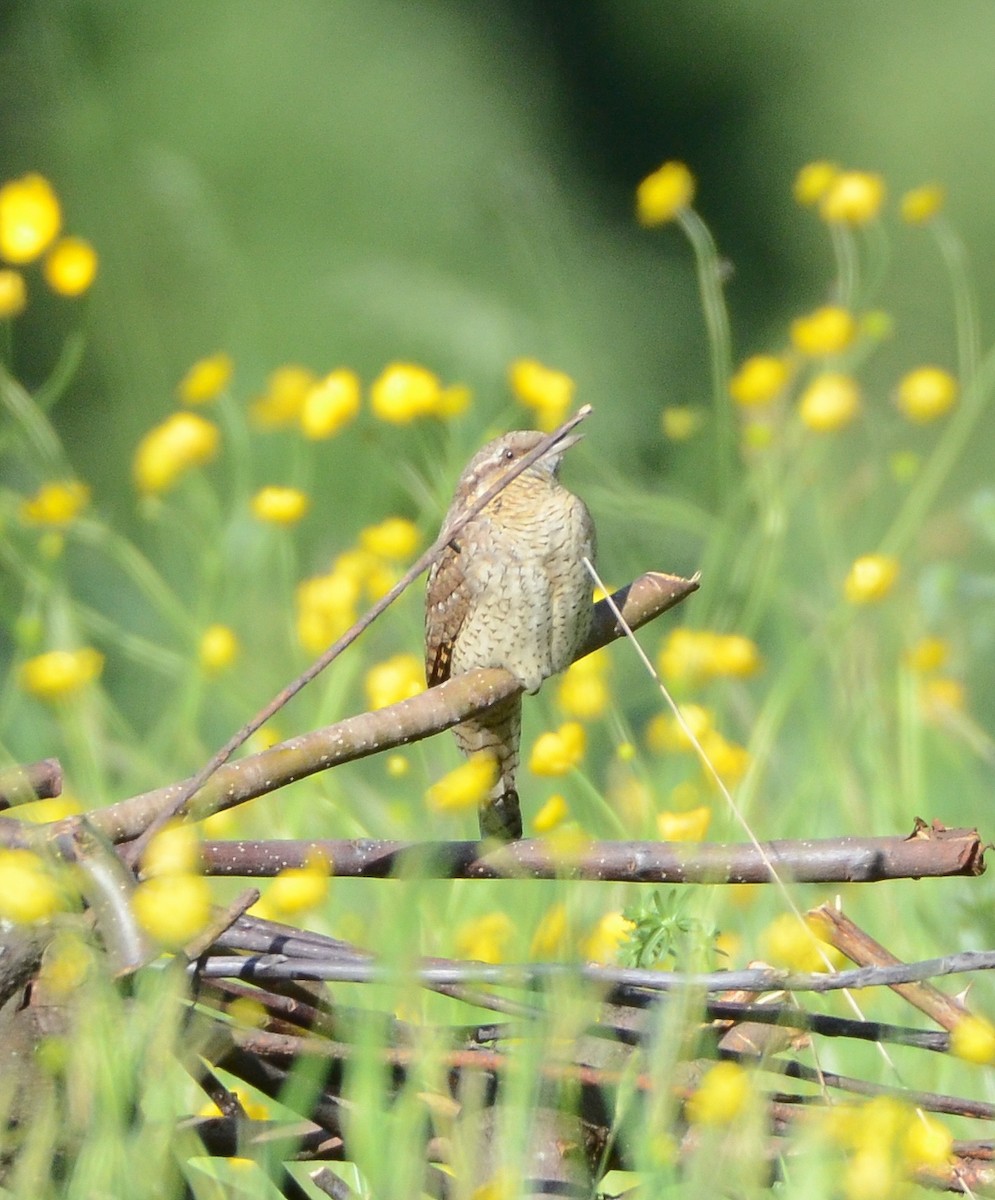 Eurasian Wryneck - ML635507152