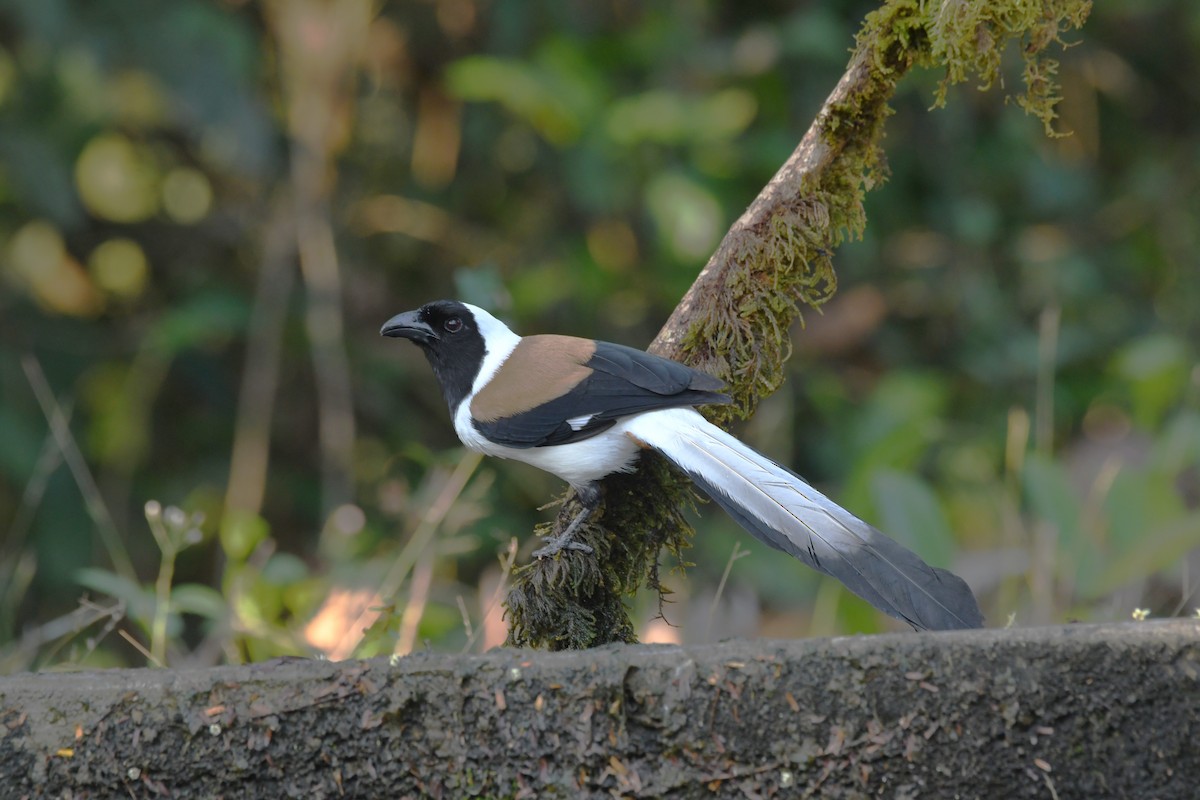 White-bellied Treepie - ML635507184