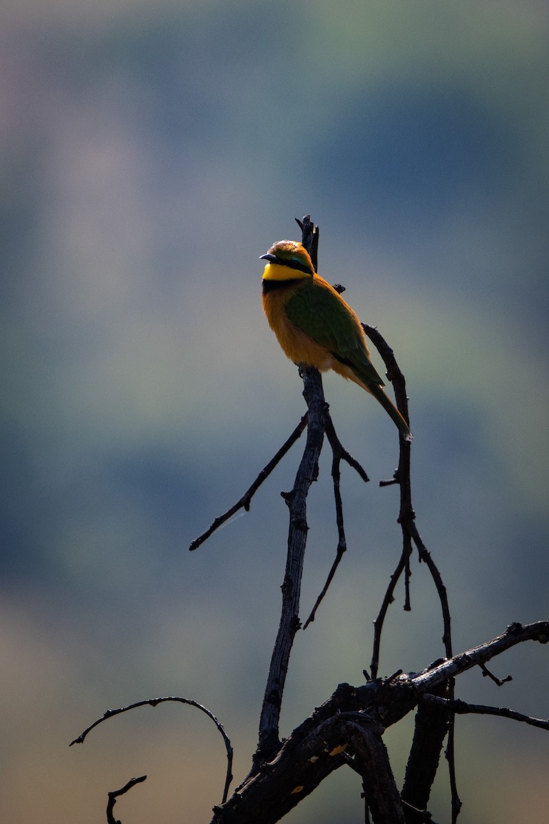 Little Bee-eater - ML635507288