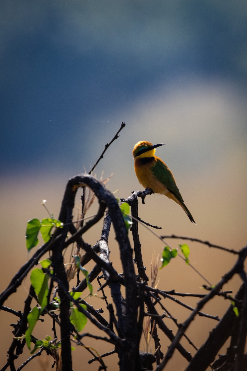 Little Bee-eater - ML635507291