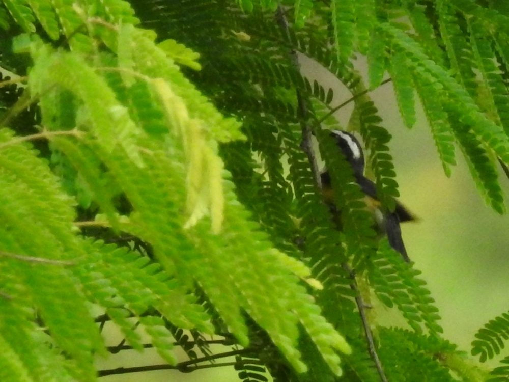 Bananaquit - ML635507301