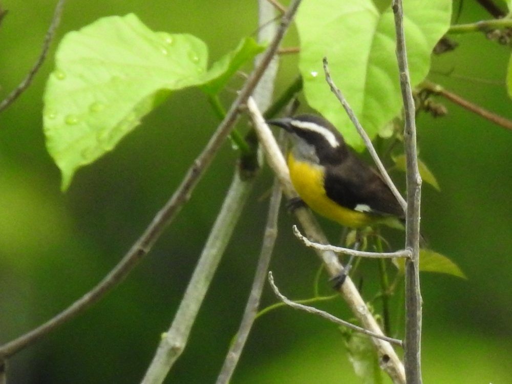 Bananaquit - ML635507327