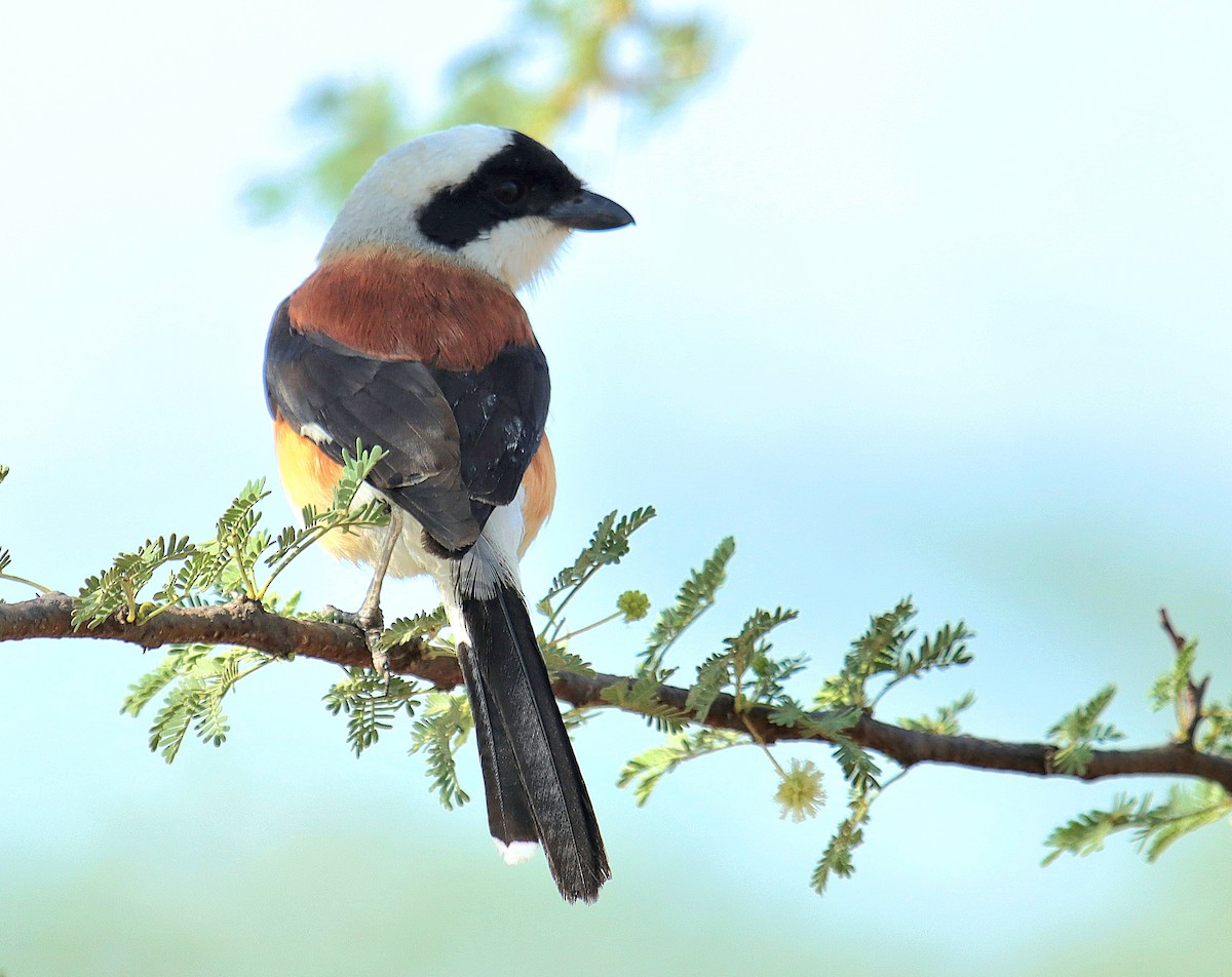 Bay-backed Shrike - ML635507349