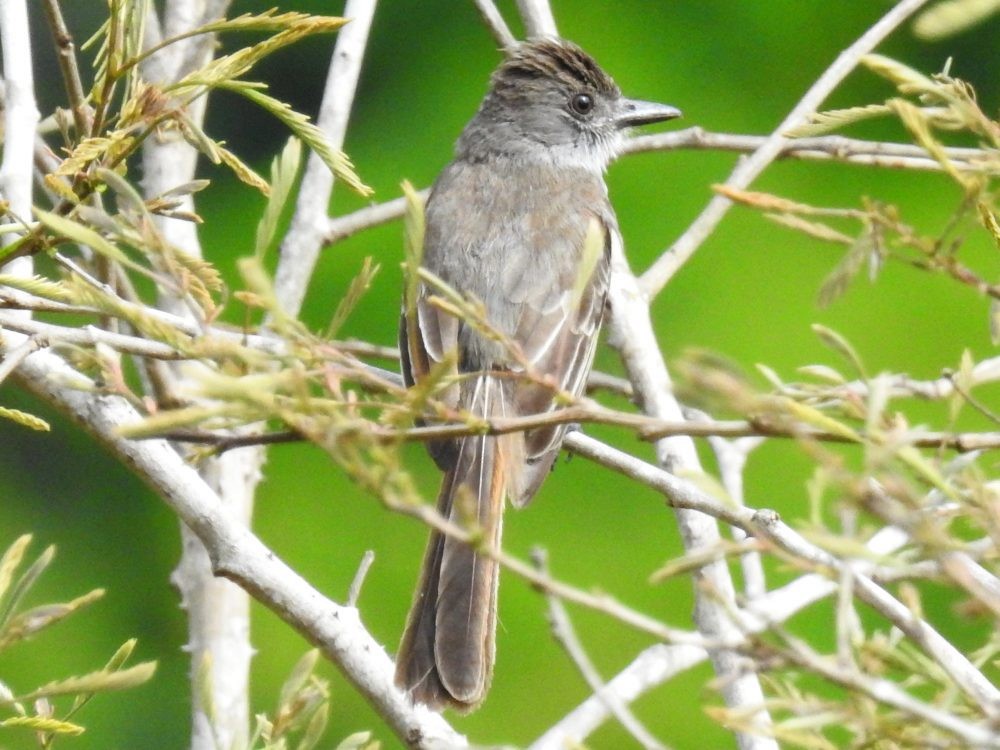 Venezuelan Flycatcher - ML635507350