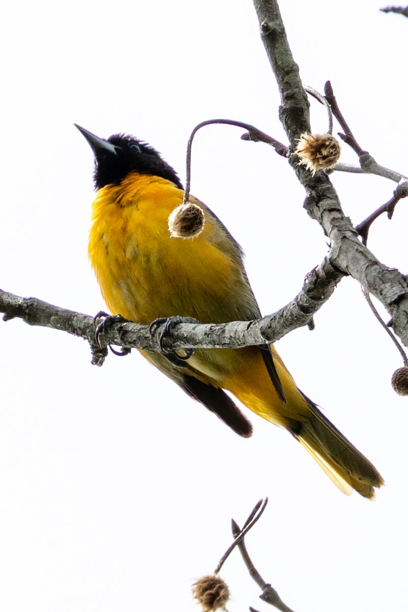 Baltimore Oriole - ML635507375