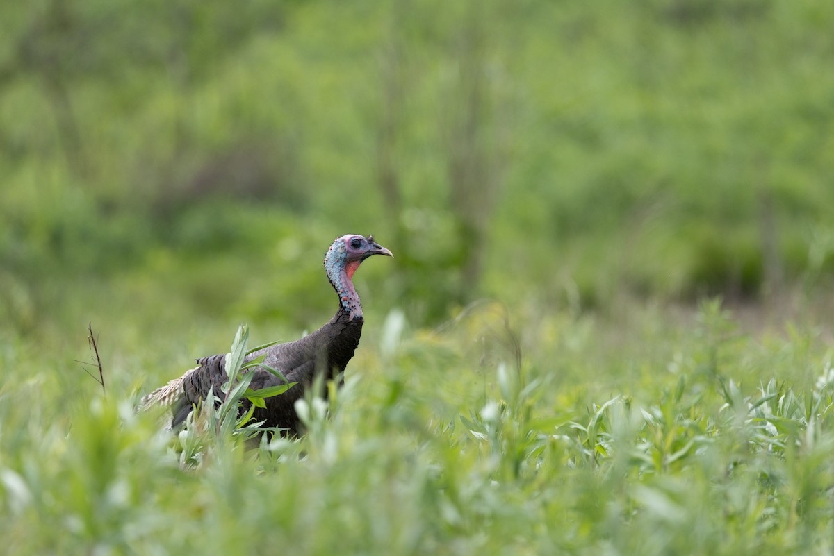 Wild Turkey - ML635507386