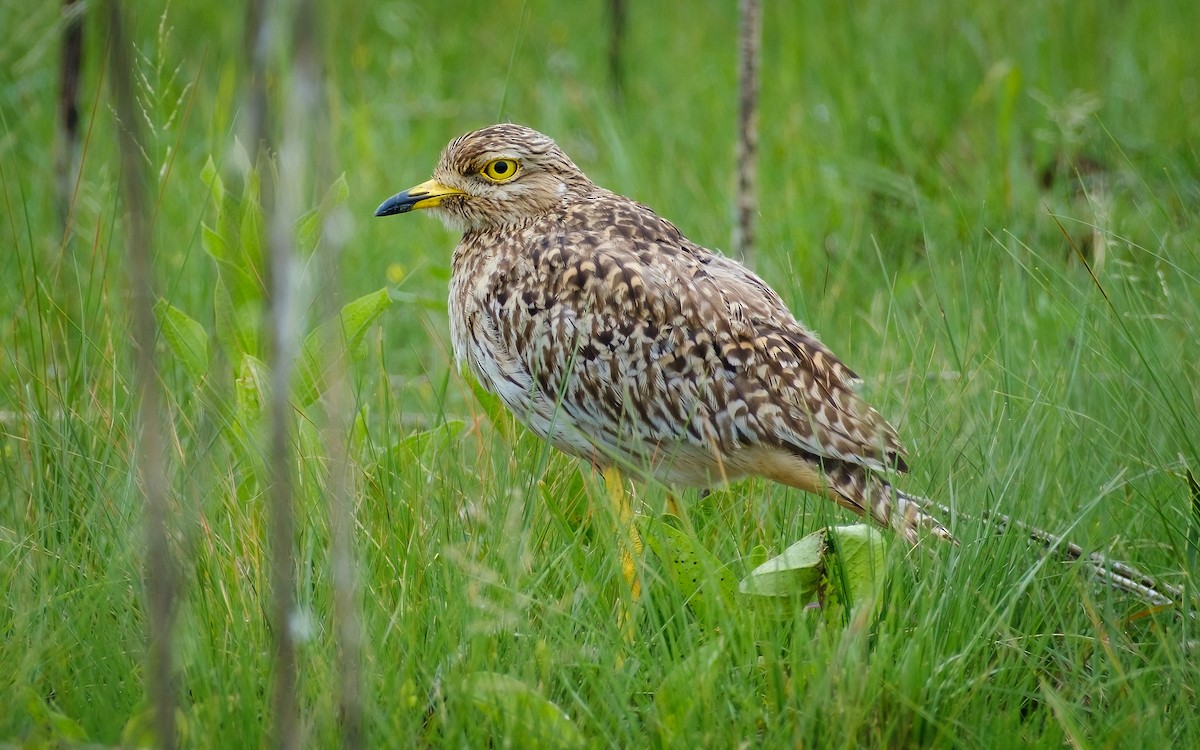 Spotted Thick-knee - ML635507396