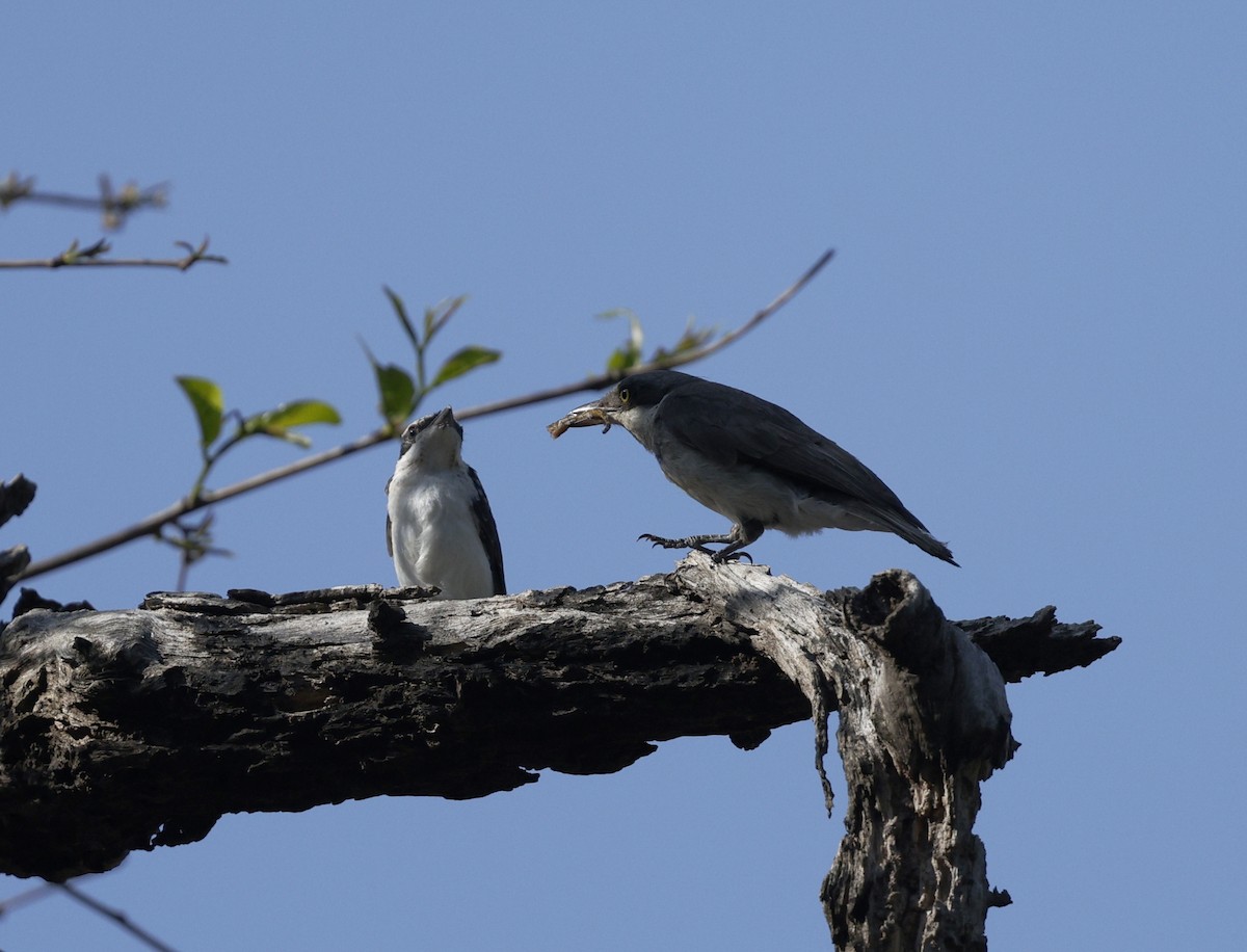 Malabar Woodshrike - ML635507408