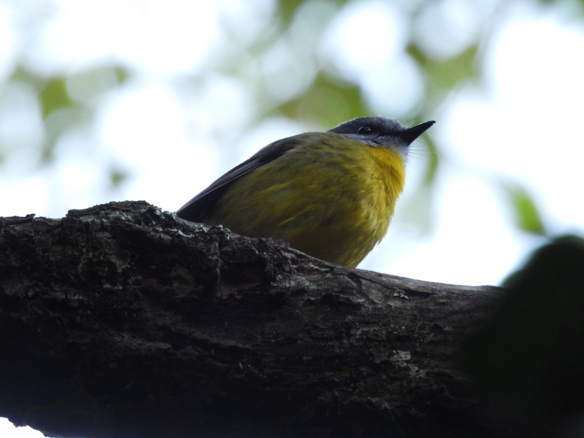 Eastern Yellow Robin - ML635507420