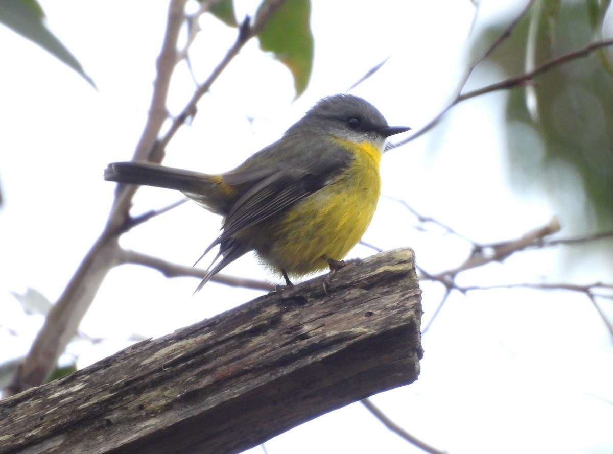 Eastern Yellow Robin - ML635507432