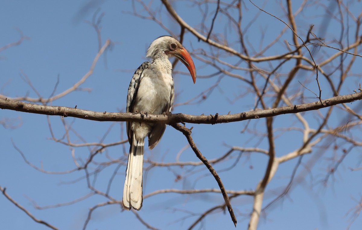Northern Red-billed Hornbill - ML635507488