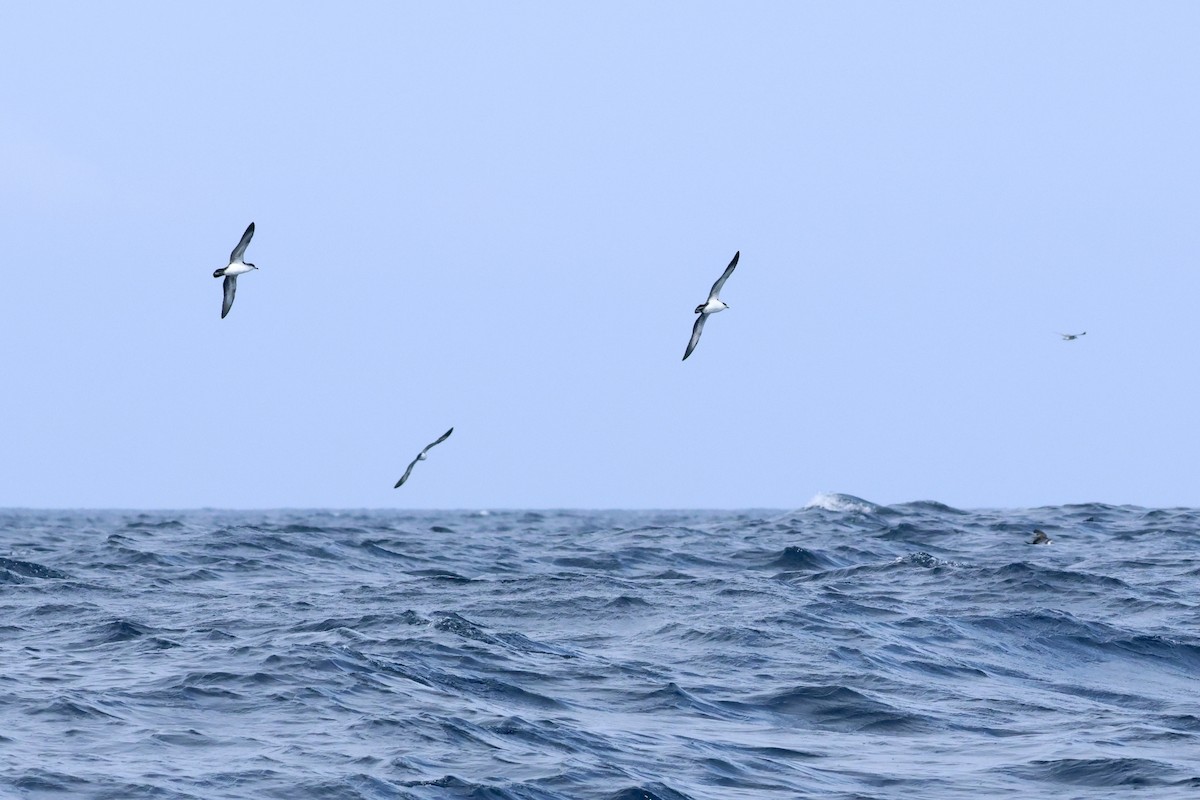 Galapagos Shearwater (Light-winged) - ML635507528
