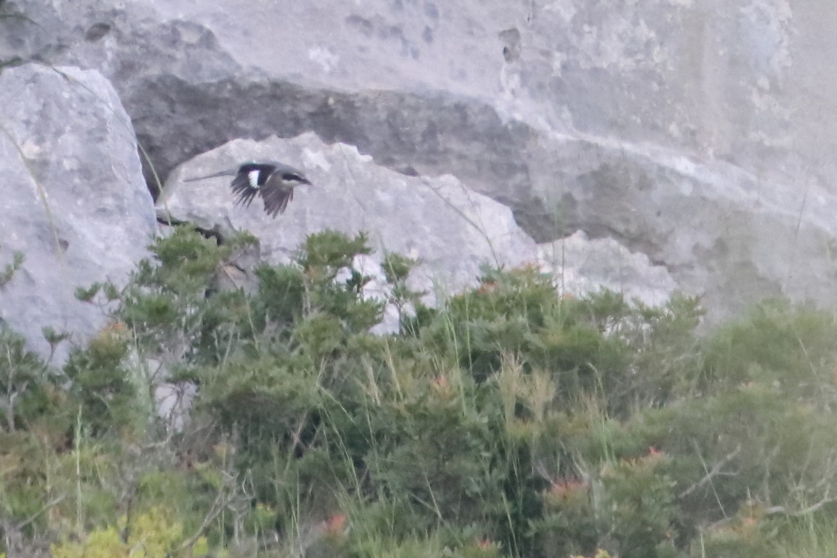 Iberian Gray Shrike - ML635507564