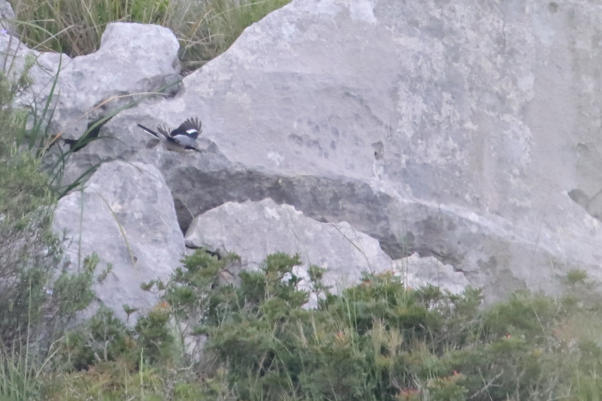 Iberian Gray Shrike - ML635507565
