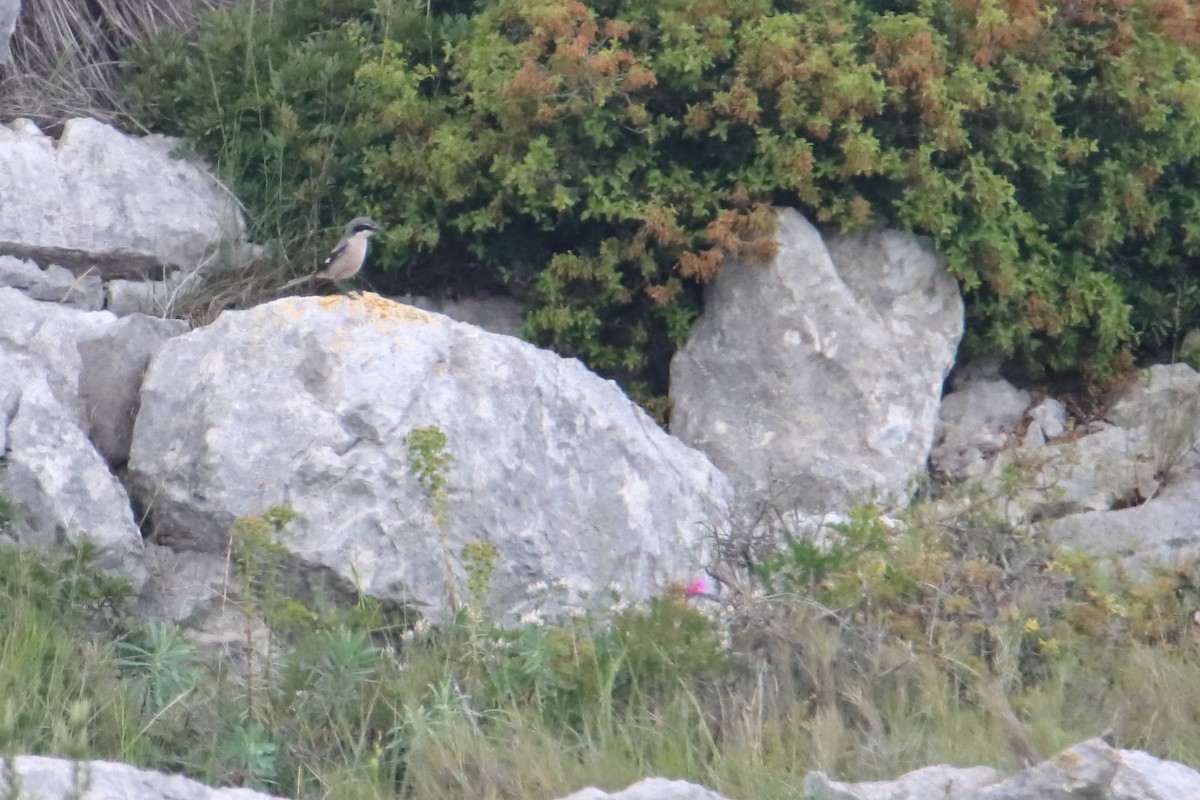 Iberian Gray Shrike - ML635507567