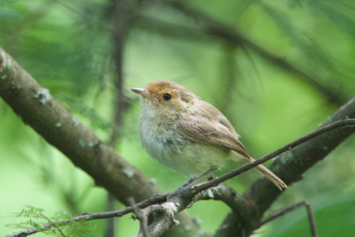 Fulvous-faced Scrub-Tyrant - ML635507655