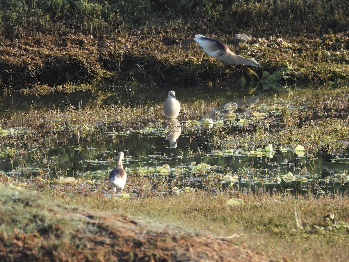 Indian Pond-Heron - ML635507705