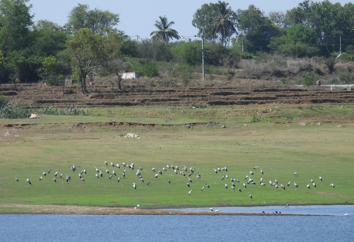 Asian Openbill - ML635507710