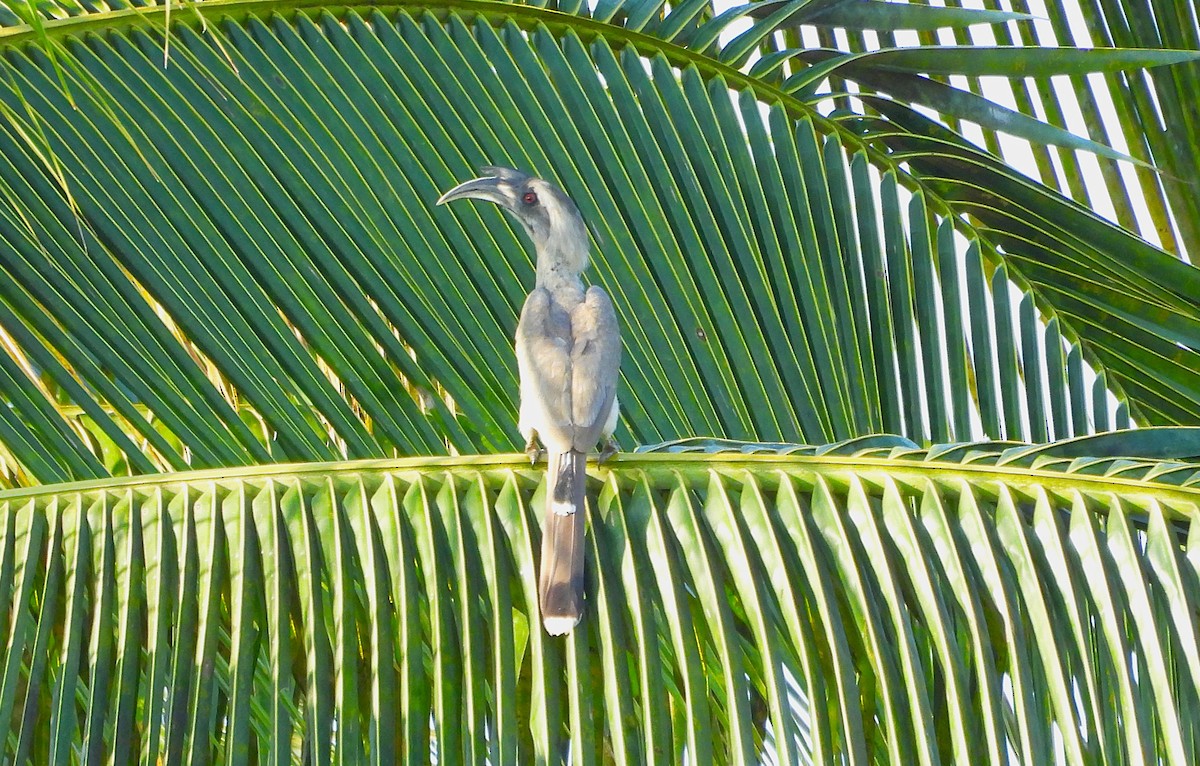 Indian Gray Hornbill - ML635507745