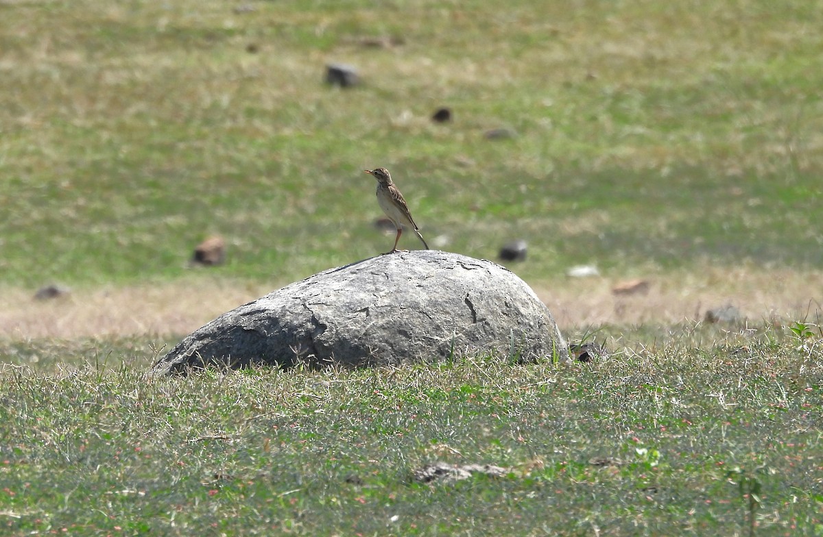 Paddyfield Pipit - ML635507758