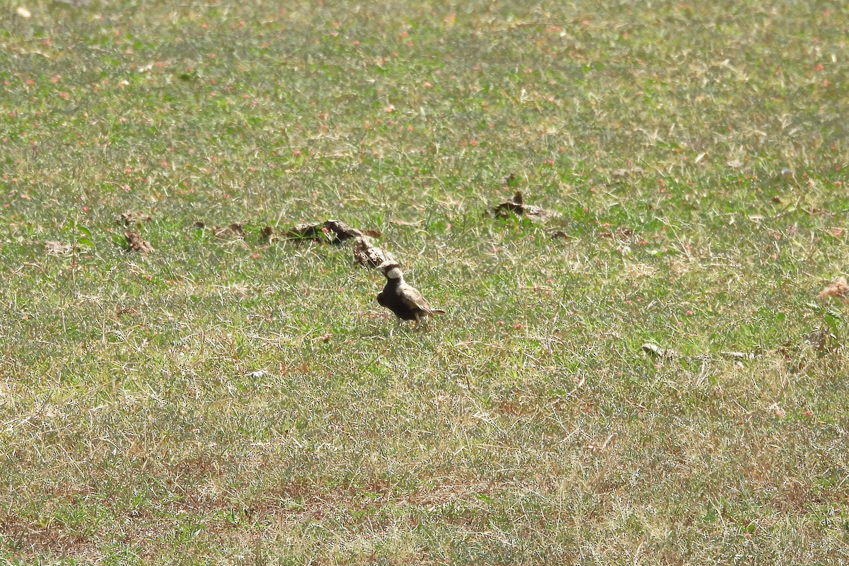 Ashy-crowned Sparrow-Lark - ML635507778
