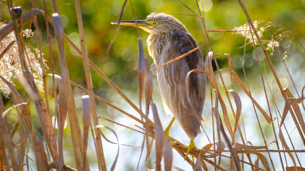 Squacco Heron - ML635507795