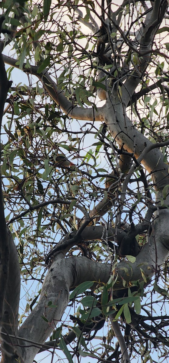 Mistletoebird - ML635507804