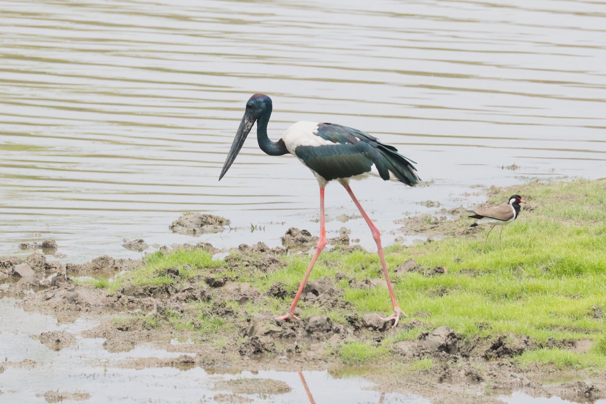 Black-necked Stork - ML635507993