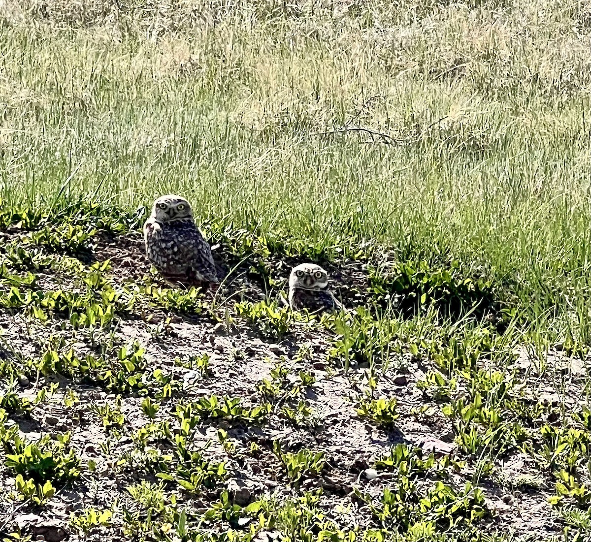 Burrowing Owl - ML635508089