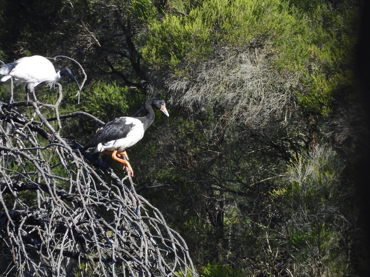 skjæregås - ML635508092