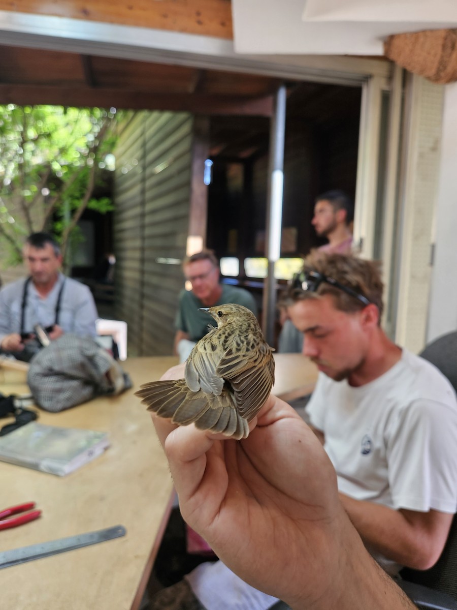 Benarriz nabarra - ML635508117