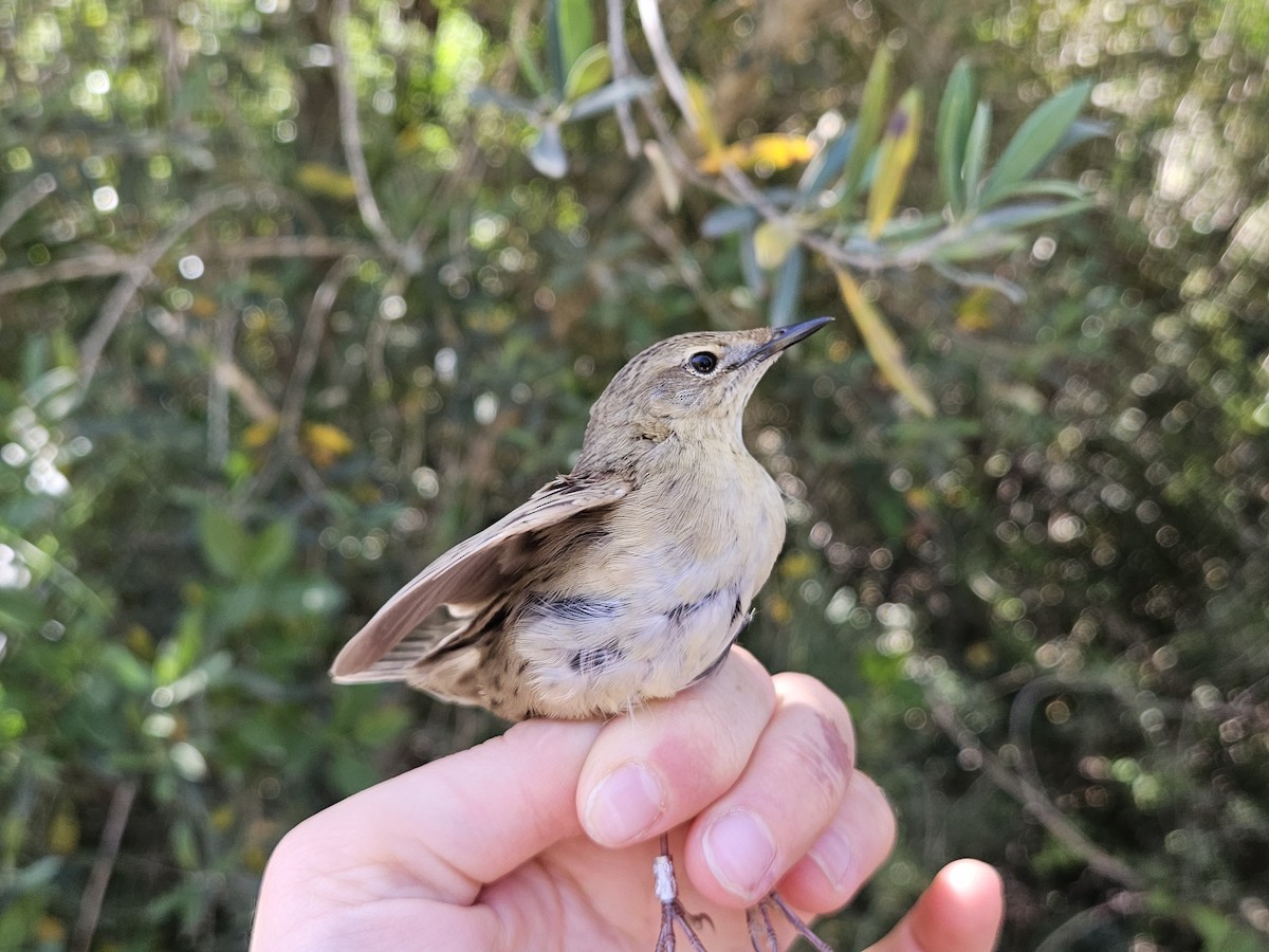 Benarriz nabarra - ML635508118